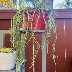 Banana String Succulents 