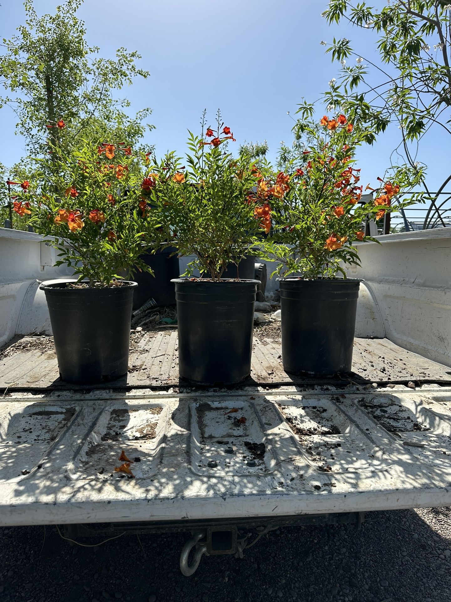 Plant