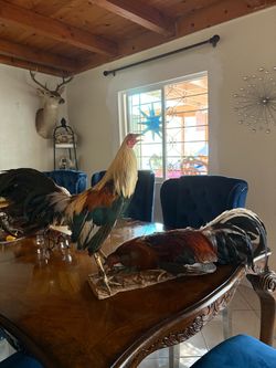 Taxidermy Rooster Figurines Set of Two