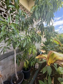 Hayden Mango Trees