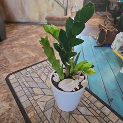 ZZ Plant In 5in Ceramic Pot With Shells 