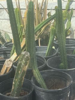 San  Pedro cactus