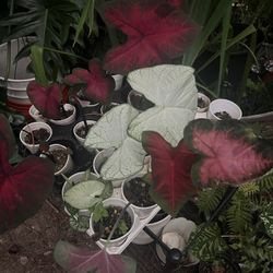 Caladium plants (read Description Below)