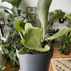 Staghorn Fern 