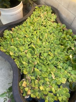 Water Lettuce Plants For ponds