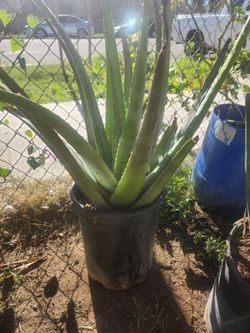Aloe Vera Savila