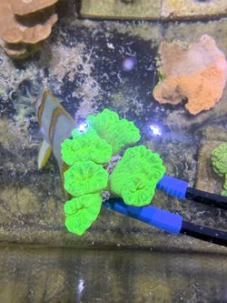 Candy cane coral