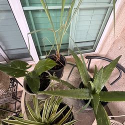 Misceláneo De Plantas En Venta Cada Una $6
