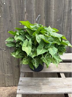 Arrowhead plant, $25