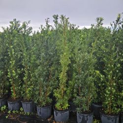 podocarpus  over 7 feet tall Instant Privacy Hedge For Fence Green Full Ready for planting