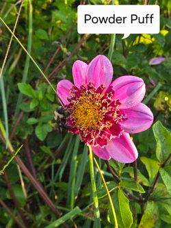 Dahlia Plants Anemone Pink Powderpuff $5 each