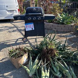 Free Plants And Free Grill