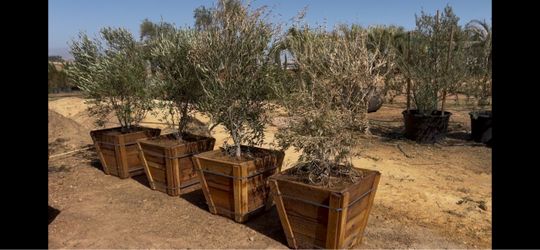 Olive Trees for New Homes