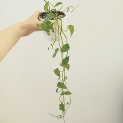 Live Monstera Siltepecana Plant In 4" Pot