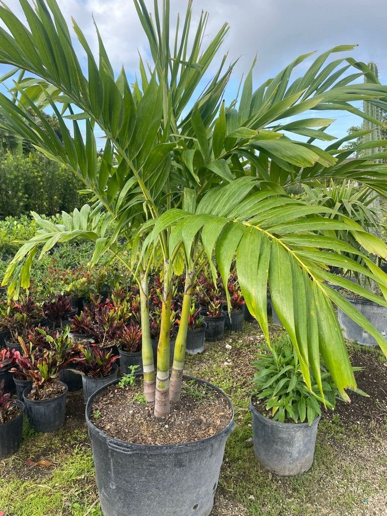 On Sale! Christmas Palm Tree $120.00