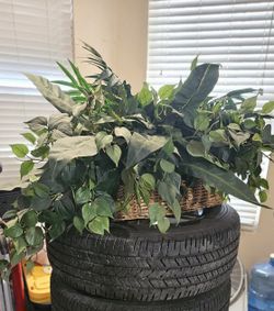 Plant Home or Office Decor  $10