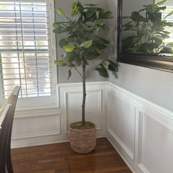 Fig Tree