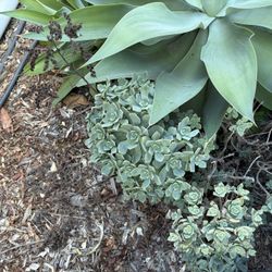 Free Succulents 