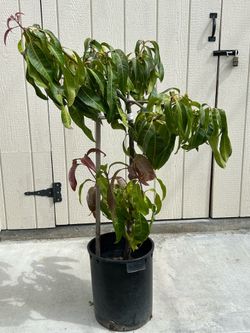 Mango tree - Arbol de Mango $225