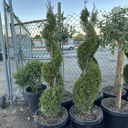 Spiral Thujas 
