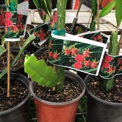 Red Dragon Fruit Fully Rooted Plant