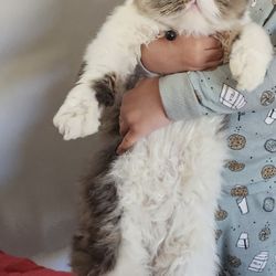 Persian 