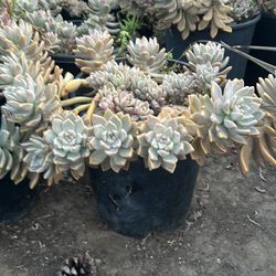 Succulent plants