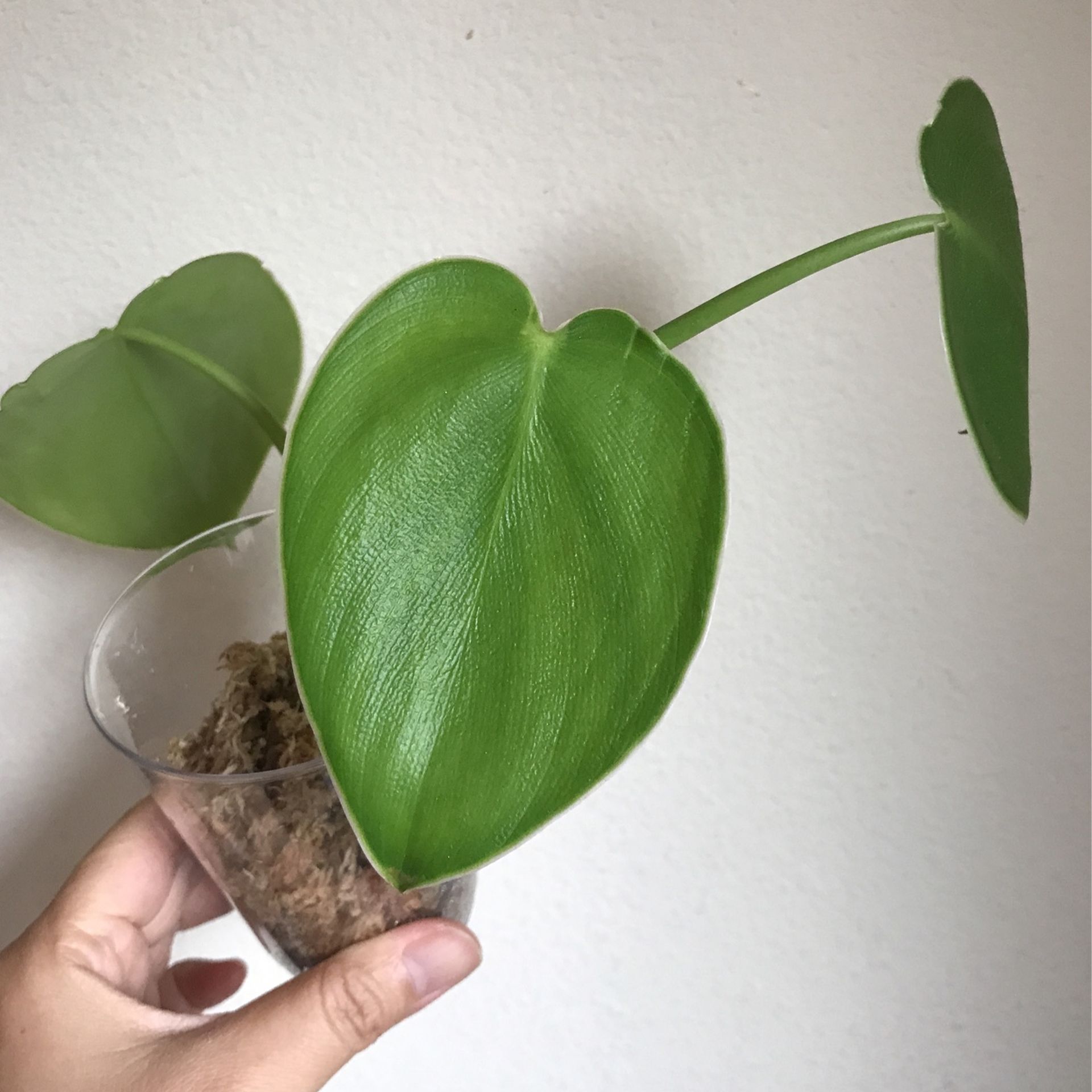 その他観葉植物 Philodendron pigskin (rugosum) Beautiful Philodendron Rugosum “Aka Pig Skin Philodendron Plant