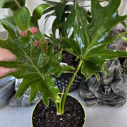 6" Split-Leaf Philodendron