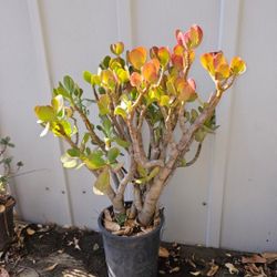 Plant With Pot 10 Years Old 