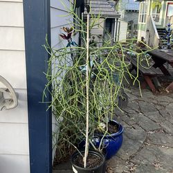 Pencil cactus