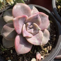 Succulents Plants 🪴 