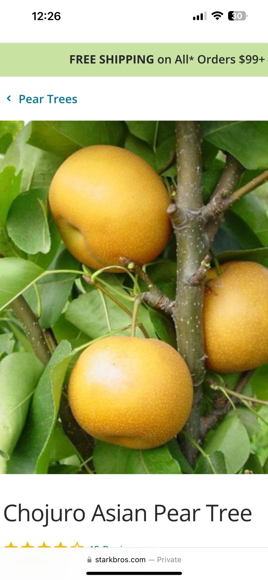 Health Over 8 Feet Chojuro Asian Pear (Fruiting)