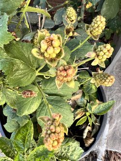 Thornless Blackberry