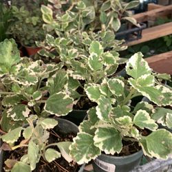 Creeping Charlie Plant