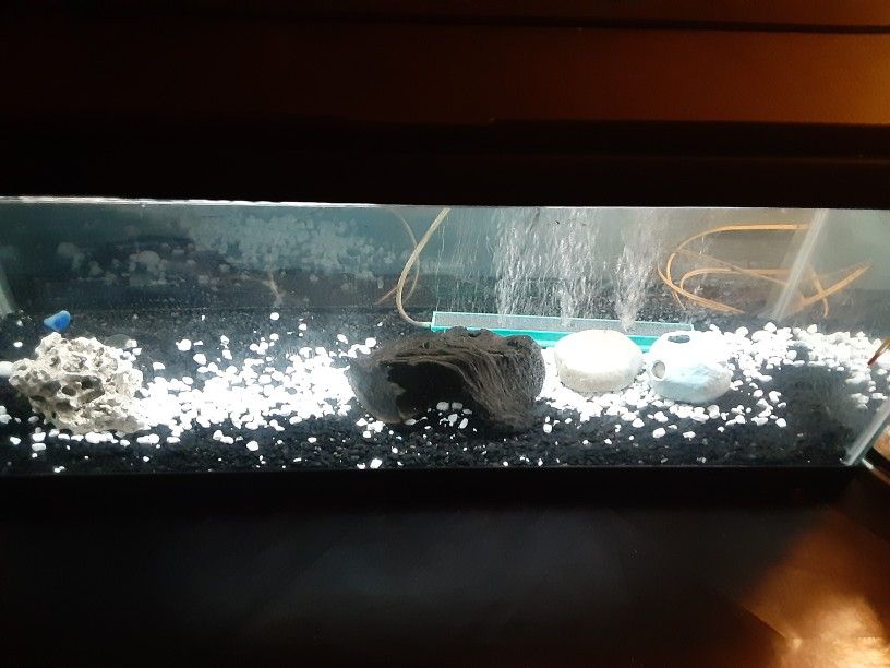 20 Gallon Aquarium Fish Tank Setup 