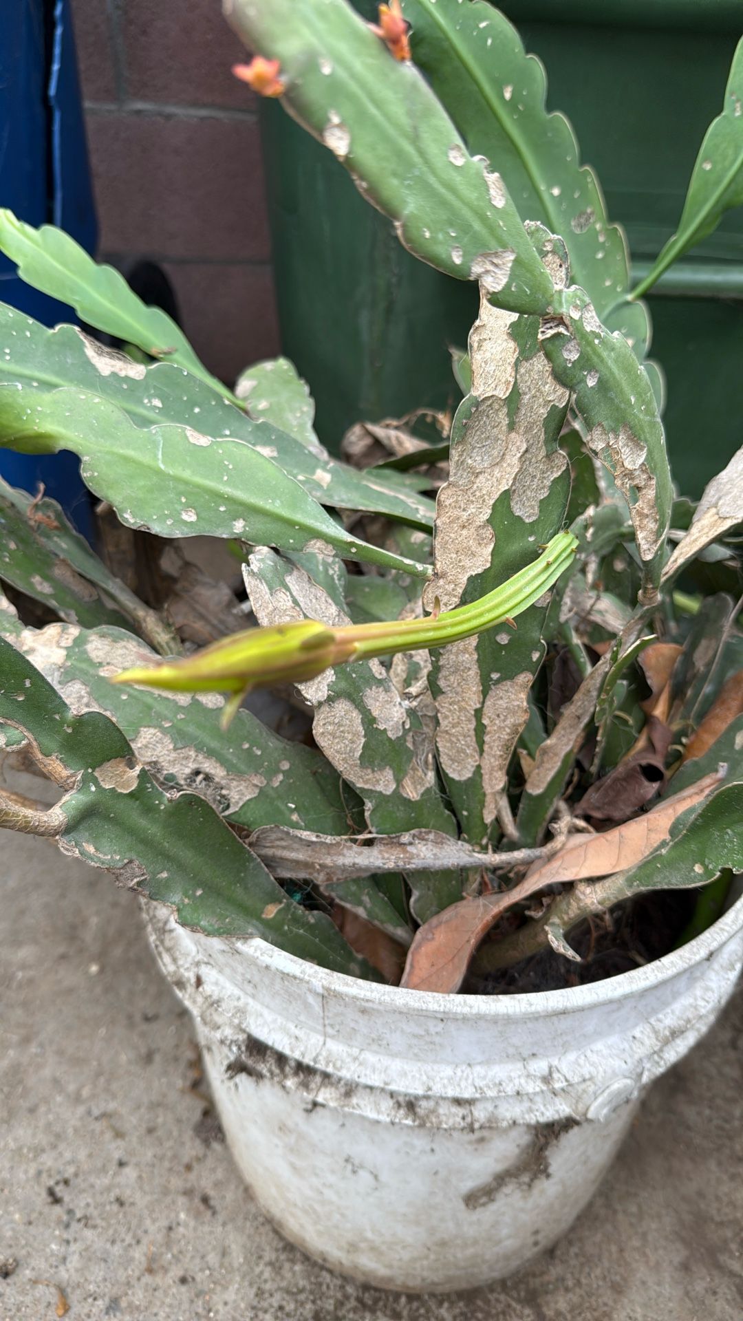 Free Pot Of Flowers