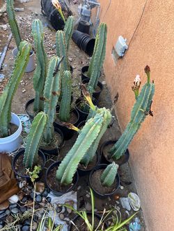 CACTUS 🌵