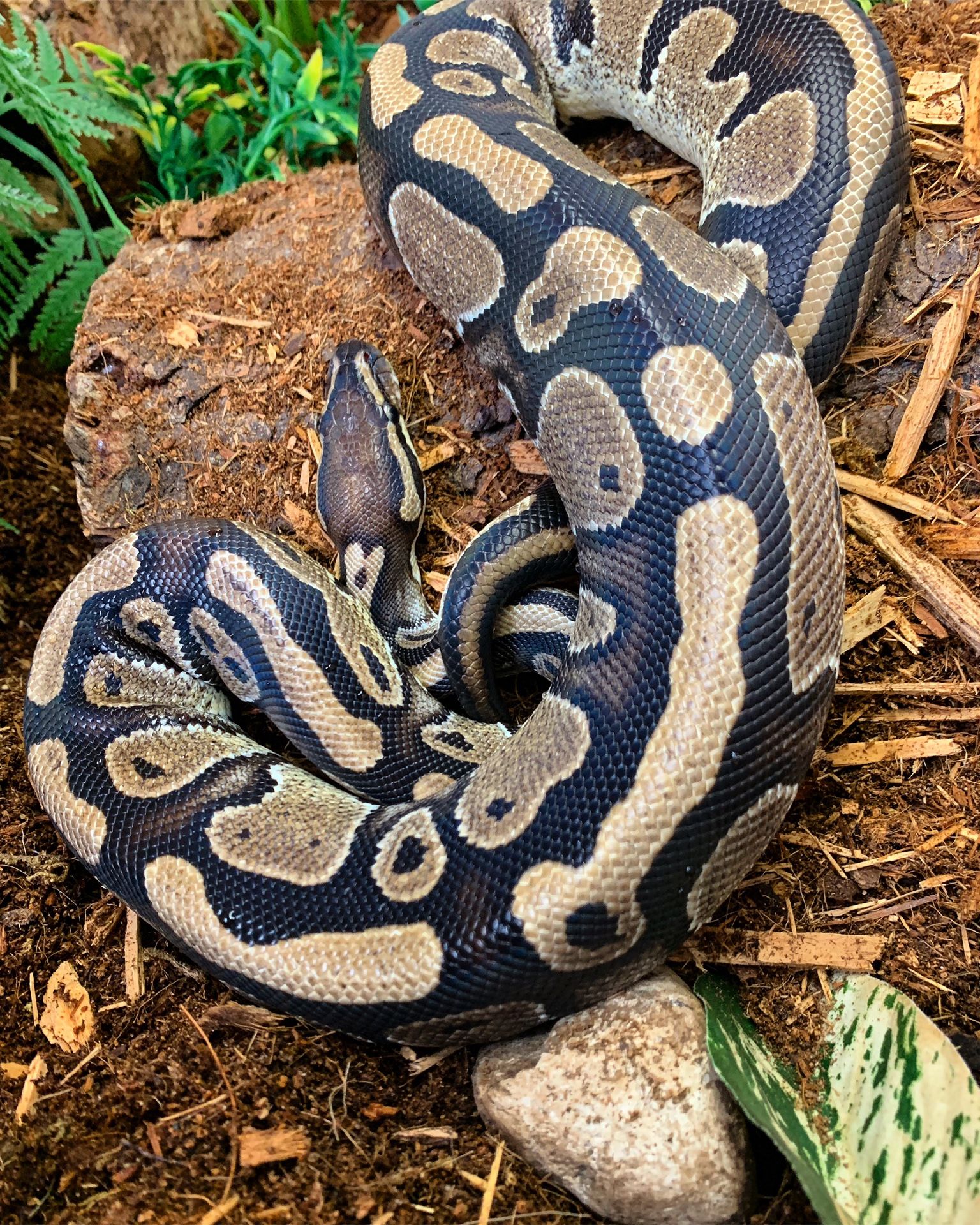 Reptile *READ DESCRIPTION*