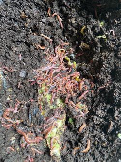 Red wigglers