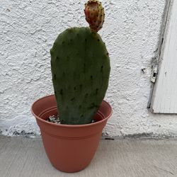 Prickly Pear Cactus (fully rooted) For Sale Or Trades