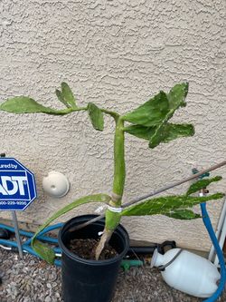 Super Tall Prickly Pear Plant - Turns purple in spring