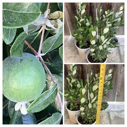 $25 Each Feijoa Sellowiana Pineapple Guava Live Fruit Tree Plant Bush Shrub in 1 gallon pot  Cash only  Firm Price  Pick up in North San Jose, By appo