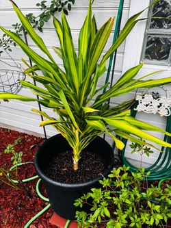 Large Lemon Lime Dracaena Plant – 4’9” Tall – Beautiful & Full