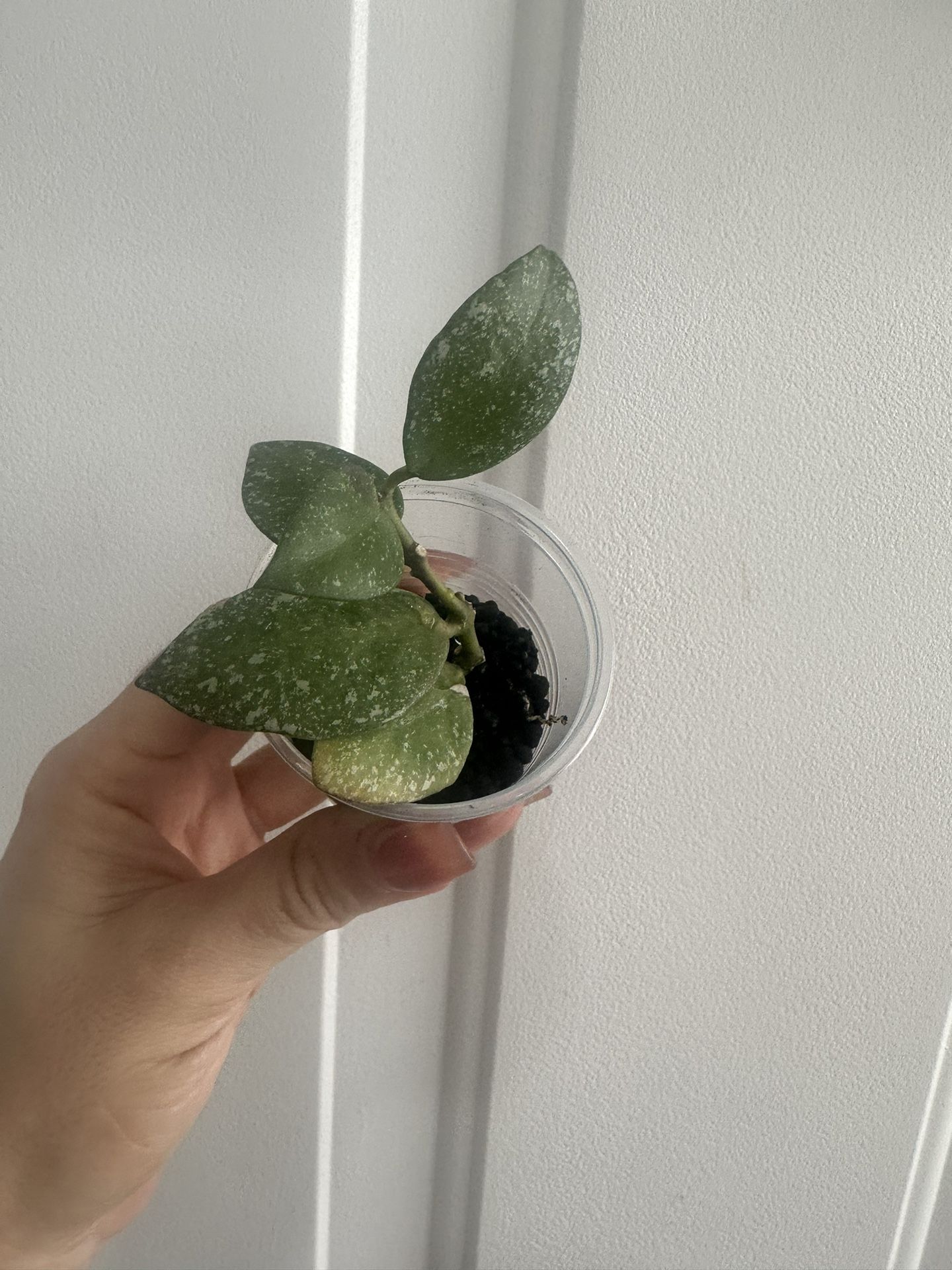 Hoya Nabawanensis (splash)