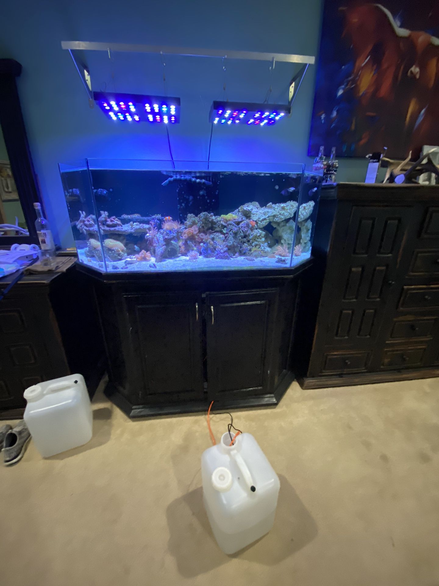 100 gallon Salt water fish tank complete