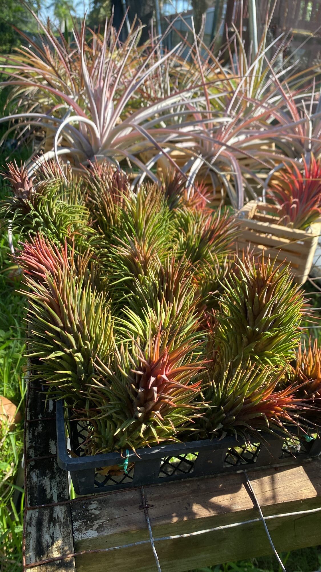 Air Plants