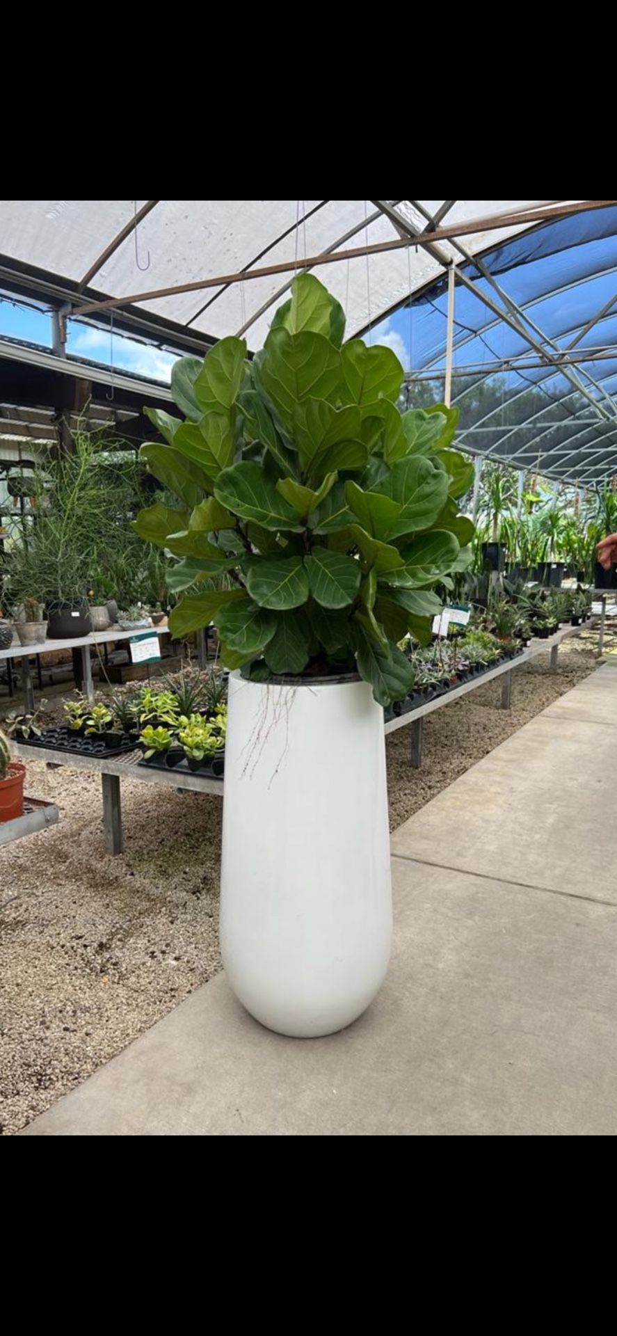 New!!! Big And Beautiful Glossy Pot 40” (Plant Not Included) Was $600