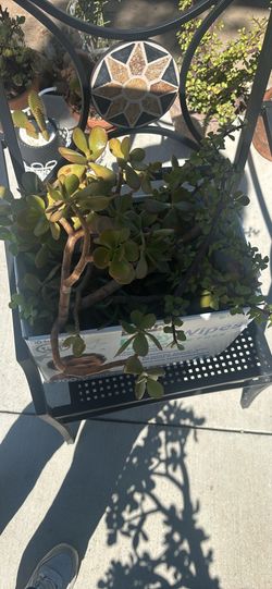 Free box of cuttings: jade varieties and more! Free