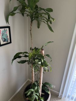 Large Dracaena Indoor Plant in Pot